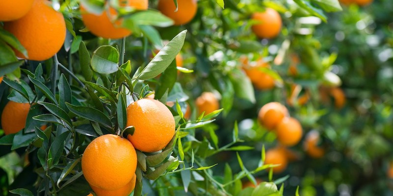 Orlando orange grove - representing the citrus heritage of Orlando